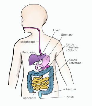 How To Get Food Out Of Your Throat How To Get Food Out Of Your Throat