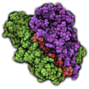 Celiac Disease In Pediatric Patients